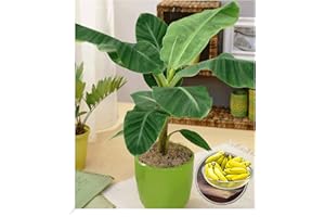 BALDUR-GARTEN GMBH BALDUR Garten Musa Banana Tropicana, 1 Plant, Indoor Banana Indoor Plant, Green Plant, Perennial - Frost-Free, Banana Fruits Edible, Musa Oriental Throw