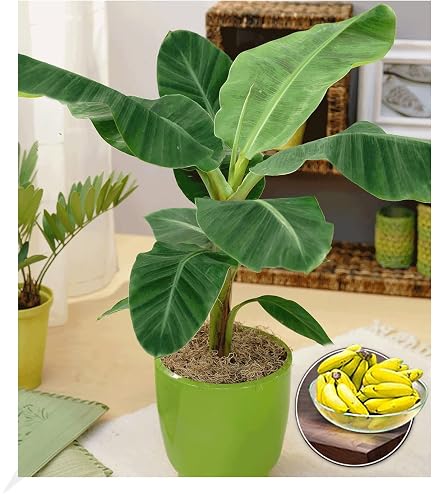 luftverbesserer calathea Calathea Crocata – Ewige Flammenpflanze main image 0