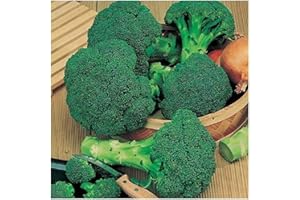 PREMIER SEEDS DIRECT Broccoli - Calabrese - Green Sprouting - 1000 Seeds - Organic