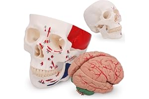 AURALIA MEDICAL GROUP Human Skull Anatomy Model Life Size with Brain and Functional Jaw Anatomical Skull Model for Teaching