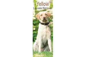 Yellow Labrador Retriever Slim 2026 Calendar | Slimline Wall Calendar | Dog Breed Gift | Plastic Free Packaging | by Avonside Publishing