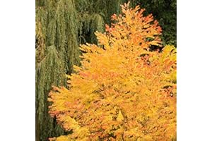 YOUGARDEN Toffee AppleTree Cercidiphyllum japonicum 'Katsura' 3L