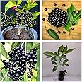 All-Time 12 Months Hybrid Black Jamun Grafted Plant – German Variety | Live Plant in Pot | High-Yield Fruit Tree for Home Gardening