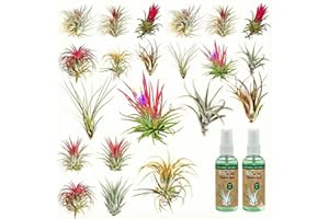 Ecoworld Tillandsia Luftpflanzen – 10er Set Echte Tillandsien – Sehr Pflegeleicht – Mit Air Plants Spray für Kräftige und Intensiv Gefärbte Pflanzen – Ø 5 cm, Höhe 10 cm