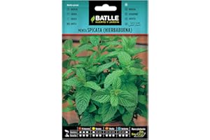 SEMILLAS BATLLE Graines aromatiques de Batlle - Menthe verte/Mentha spicata (0,2g)