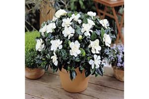 GARDENS4YOU Gardenia jasminoides - 1 Plant