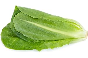 Just Seed - Vegetable - Lettuce - Winter Density - 500 Seed - Economy Pack