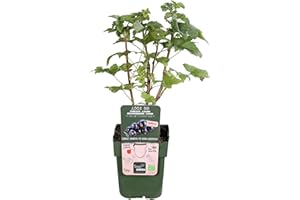 Hello Plants Ribes Lowberry Little Black Sugar - Arbusto de grosella negra de 13 cm de diámetro, altura: 45 cm, planta de grosella, jardín de frutas y bayas