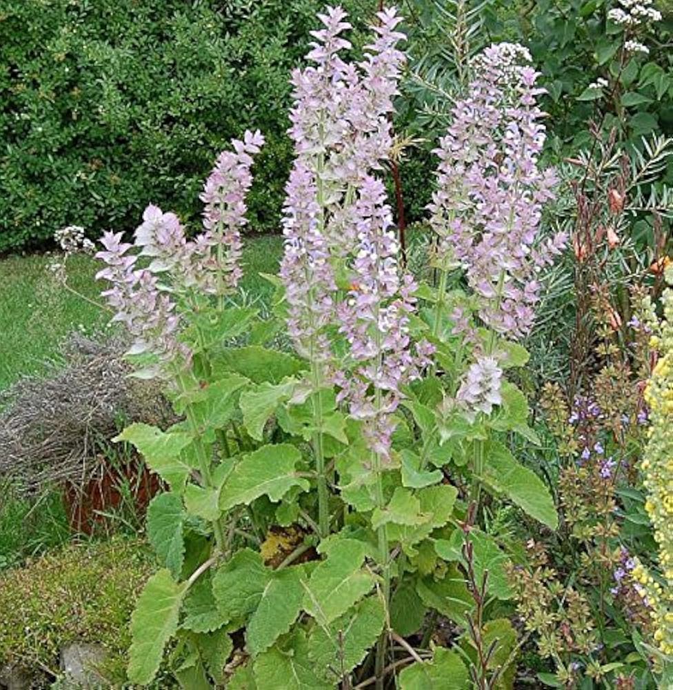 Muskatellersalbei - Salvia sclarea