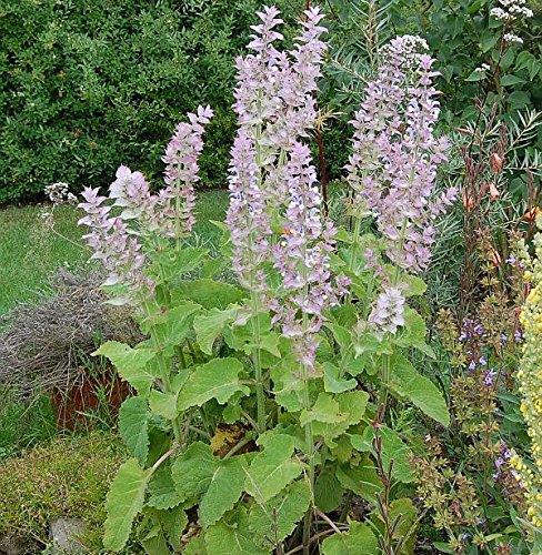 Muskatellersalbei - Salvia sclarea