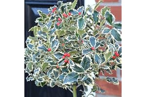 THOMPSON & MORGAN Holly 'Argentea Marginata' - Hardy Tree - Scarlet Red Winter Berries - White Summer Flowers - Evergreen Plant - Easy to Grow Your Own - 1x 9cm Potted Plant by Thompson and Morgan
