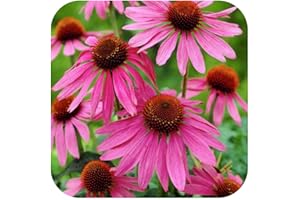 GROWTANICAL Echinacea 'Primadonna Deep Rose ' X 8 Bare Root Plants Hardy Perennial 'Coneflower'