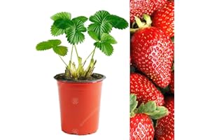 GARDENERSDREAM Strawberry 'Sweetheart' Fast Growing Garden Bush Fruit Plants | 9cm Pot (5 Plants)