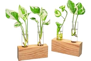 IVOLADOR I Ivolador Crystal Glass Double Test Tube Vase in Wooden Stand Flower Pots for Hydroponic Plants Office Home Decoration