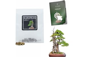 YUGEN BONSAI 30 European Larch Bonsai Seeds | Larix Decidua | Growing Guide | Grow Your Own Bonsai Tree | Bonsai Beginners and Enthusiasts