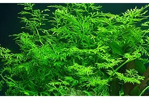TROPICANA Tropica Aquarium Plant Ceratopteris thalictroides No. 005A Aquatic Plants Aquarium Plants