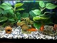 DIGIFLEX 10-Pack Artificial Aquarium Plants - Assorted Colors & Shapes - Fish Tank Decor - View #10