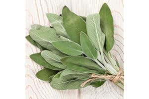THE SEED SHED Sage Seeds – RHS Plants for Pollinators – Aromatic Herb for Culinary Use – Perennial, Easy to Grow – Fresh Herbs All Year Round – for Your Kitchen Garden