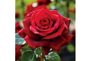 Carbeth Plants - Rose Bush 'Pride of England' in 3L Pot - Patriotic Red Rose for The Garden - Ready to Plant