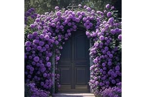 GENERISCH 1000 semillas de flores de rosa de vino para plantar al aire libre, cercas de jardín, pérgolas y enrejados, vid floreciente larga (1000, morado)