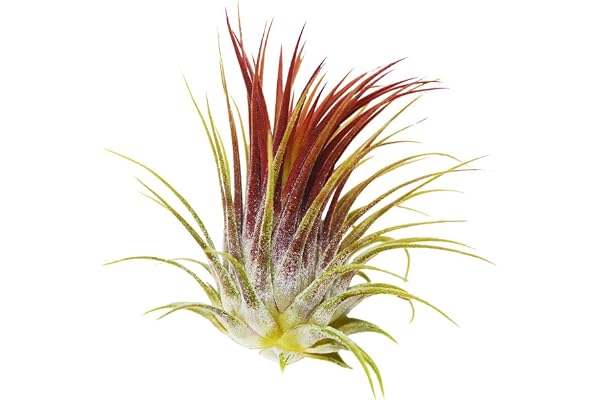 Tillandsia ionantha rubra – röd levande luftanläggning för hus vivarium dekorationsväxt