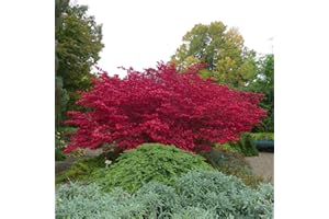 Euonymus Alatus Burning Bush Winged Spindle Tree Hardy Shrub Producing Perfect Red Leaves in Autumn, Low Maintenance, 2 x Euonymus Alatus 9cm Potted Plants by Thompson & Morgan