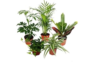 EXOTENHERZ Großes Zimmerpflanzen Set mit 5 Pflanzen - 9cm