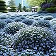 100+ SEEDS- All Seasons Blue Wild Creeping Thyme Seeds for Planting - Dwarf Ground Cover Plants Landscaping Non-GMO