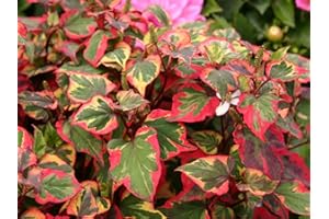 PondPlantsUK 2 x Marginal Plants - Including a Pot and Compost - Live Water Aquatic Pond Lake (Houttuynia cordata ‘Chameleon’ (Harlequin Plant))