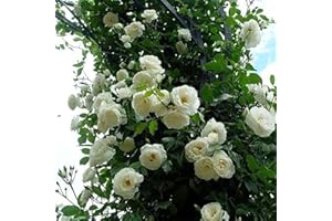 Luojuny Graines de rosiers grimpants, 500 pièces/sac graines de rosiers grimpants vivaces faciles à produire graines de fleurs en pot multicolores décor de jardin Blanc