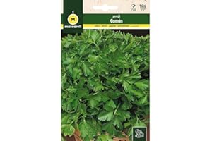 M MASCARELL SEMILLAS DESDE 1920 Mascarell Semillas, PEREJIL, Semillas Huerto, PEREJIL COMÚN, Crea tu Propio Huerto Urbano y Cultivo en Casa, Planta tus Plantas Naturales Hortícolas, 15 Gramos
