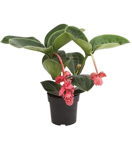 Dehner Traubenorchidee – üppige Pinke Blüten, Ca. 40-50 Cm Hoch, Im 12 Cm Topf