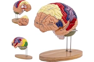 BONJUME Modello Di Cervello Umano, Modello Anatomico Del Cervello Per Anatomia Neuroanatomia, Modello Di Cervello Smontabile A Grandezza Naturale 2x In 4 Parti Colorato Per Insegnamento Medico Istruzione