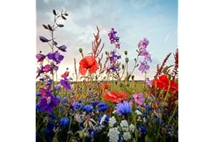 THE SEED SHED Wildflower Mixture Seeds – Quick & Easy to Sow – Attracts Pollinators – Creates a Wonderful Fragrant Garden