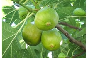 VEG SRLS FICO SIMILE-FICUS CARICA- DI NATALE A MATURAZIONE TARDIVA- albero da frutto da esterno pianta vera Ø 19 cm - h 150 cm