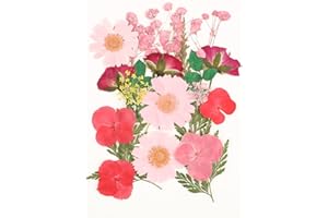 ERUINFANG Trockenblumen Gepresste Blumen Deko Getrocknte Blumen Bunt Getrocknete Blumen Dried Pressed Flowers für Harz Schmuck Machen DIY Kerzen Anhänger Handyhüllen Fotorahmen Scrapbook