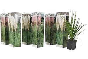 Plant in a Box - Erbe della pampa bianche - Mix di 6 - Rosa - Cortaderia selloana - Vaso 9cm - Altezza 25-40cm
