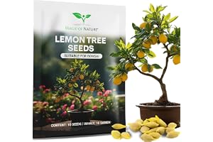 Magic of Nature: Mini Citronträd Frön (10 St) - Lämplig för Bonsai Citrus | För medelhavskänsla - Flerårig exotisk krukväxt för hem och kruka
