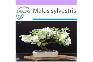 SAFLAX - Pommier sauvage - 30 graines - Malus sylvestris