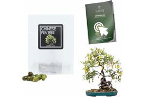 YUGEN BONSAI 30 Chinese Pea Tree Bonsai Seeds | Caragana Arborescens | Growing Guide | Grow Your Own Bonsai Tree | Bonsai Beginners and Enthusiasts