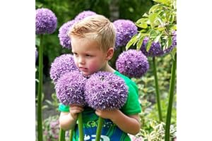 DUTCH BULBS EXCLUSIVE PLANTS FROM HOLLAND Allium Gladiator (confezione da 5 pezzi), porro gigante ornamentale Giganteum, perenne, bulbi profumati resistenti all'inverno dall'Olanda per giardino, vaso (bulbi grandi, senza semi)