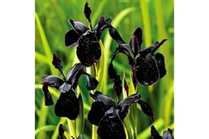 QMXC Black Iris 10 Pcs Bulbs, The Rare Black Flowers Planted in The Courtyard are Amazing, Easy to Cultivate, They are Planted in The Garden, Courtyard, Windowsill and Bedrooms