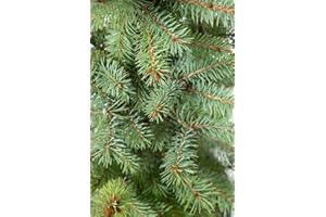 MUELLER MUENCHEHOF PFLANZEN GMBH Blaufichte im 10er Bündel - 5 jährig