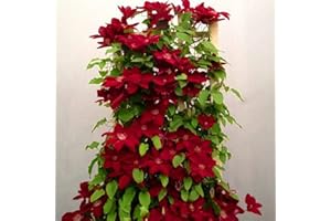 BENOON Clematis, semi rampicanti per piante rampicanti per fiori, per casa, ufficio, decorazione rossa, per donne, uomini, bambini, principianti, giardinieri, regalo di 100 pezzi