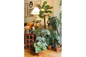 WJKWY-Q 50 Stück exotische zimmerpflanzen samen indoor set zimmerpflanze - Seltene Pflanze serie - mix grünpflanzen bonsai baum pflanzensamen pflanze bäume pflanzenkübel deko büro
