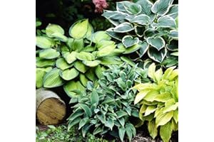 COOTO Hosta Plantas decorativas Planta perenne Bulbos de flores Jardin plantas 4x Rizomas Hosta 4x Mix