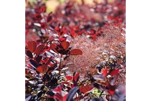 HORTUS PLANTA Cotinus coggygria Royal Purple - Smoke Bush - Plant in 2 L Pot