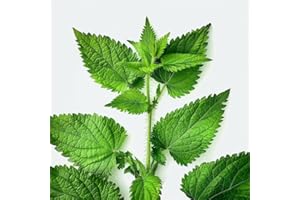 1000 Semillas de Ortiga Salvaje - SemiSauvage Permacultura