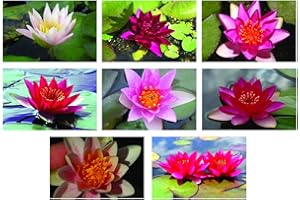Lincolnshire Pond Plants Ltd 1x Pot Luck Dwarf/Pygmaea Water Lily - Loose Root - Marginal Pond Plants - Fish or Wildlife Pond and bog Aquatic Plants