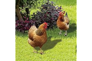 CARMOTTER Decorazione da giardino a forma di pollo, statua in acrilico per cortile di gallo, paletti da giardino per giardini all'aperto, decorazione per fattoria (A+B)